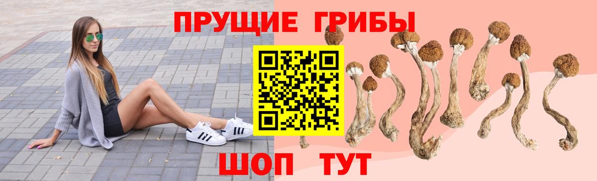 Галлюциногенные грибы Psilocybe Невинномысск